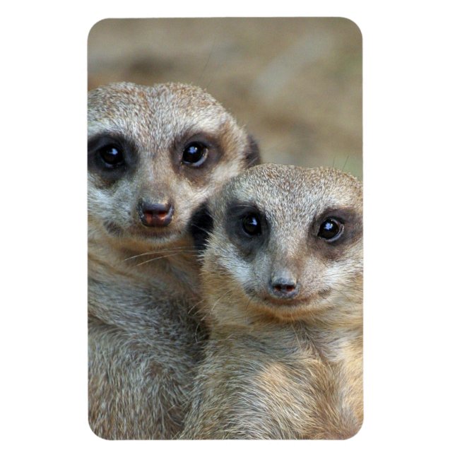 Ímã Meerkat 085 (Vertical)