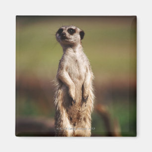 Imã meerkat delgado-atado