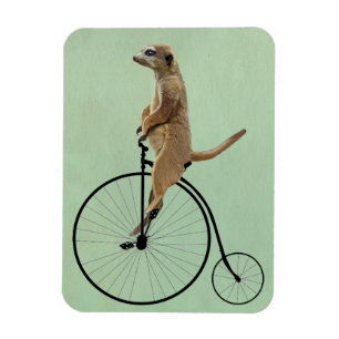 Ímã Meerkat em Black Penny Farthing 2