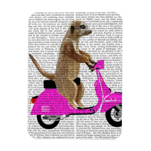 Ímã Meerkat em Moped Rosa