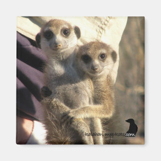 Imã Meerkat Hug a Friend - Magnet