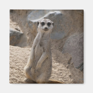 Imã Meerkat Incrível
