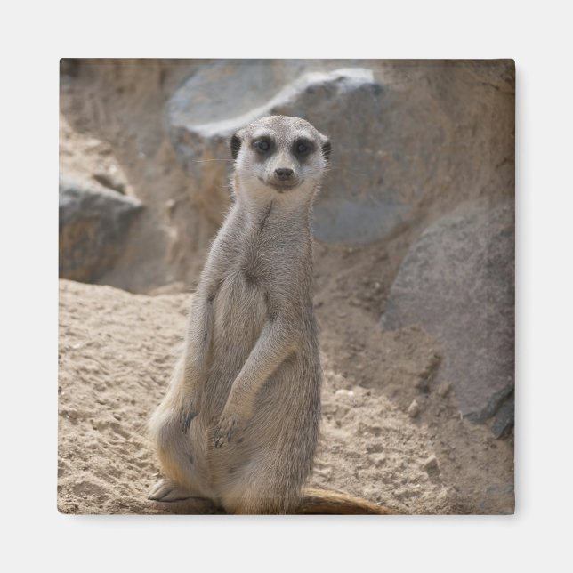 Imã Meerkat Incrível (Frente)