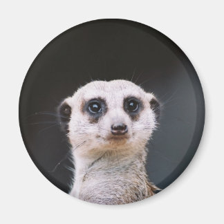 Imã Meerkat Lookout