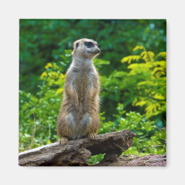 Imã Meerkat Magnet