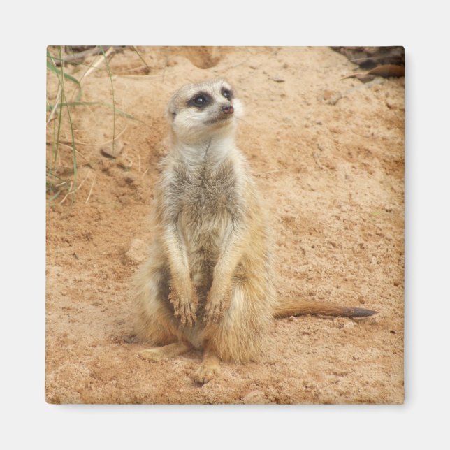 Imã Meerkat Magnet (Frente)