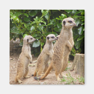 Imã Meerkat magnet2