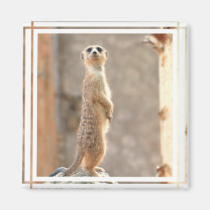 Imã Meerkat no ímã da atenção