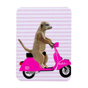 Ímã Meerkat no Moped Rosa 2