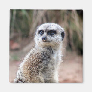 Imã meerkat stare