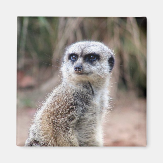 Imã meerkat stare (Frente)