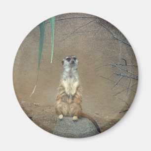 Imã Meerkats