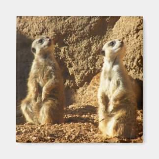 Imã Meerkats