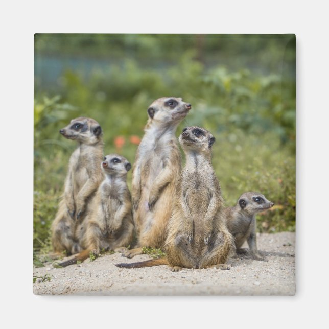 Imã Meerkats (Frente)
