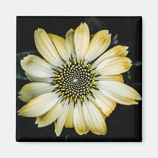 Imã Mel Amarelo de Flor de Mel (Frente)