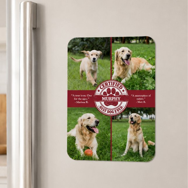Ímã Melhor Colagem de Fotos de Cachorro Já Feito (cute fun funny whimsical certified best dog ever review custom 4 pet photo flexible fridge magnet)