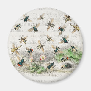Imã Melhor Rainha Abelha Entomologia Botânica Vintage
