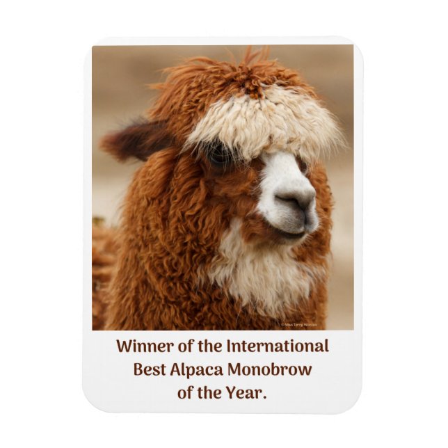 Ímã Melhor Sobrancelha Única de Alpaca (Vertical)