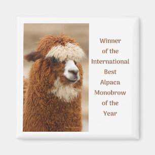 Imã Melhor Sobrancelha Única de Alpaca