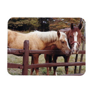 Ímã Melhores amigos