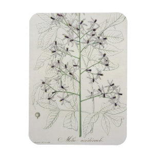 Ímã Melia Azedarach de "Phytographie Medicale" por Jo