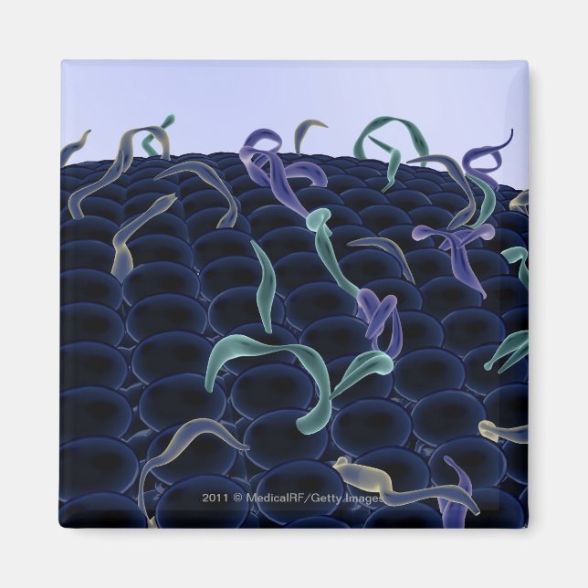 Imã Membrana celular amplificada (Frente)