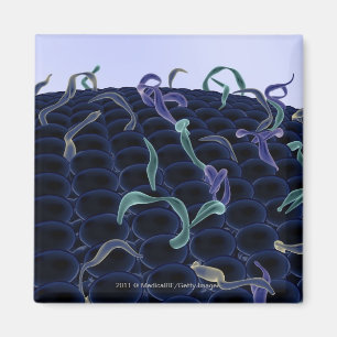 Imã Membrana de pilha ampliada