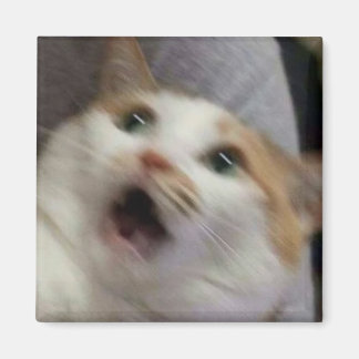 Imã Meme de gato surpreso