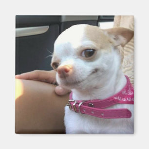 Imã Meme do Cão Chihuahua Bonito do Magnet