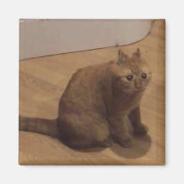 Imã Meme do gato cringe Oh não