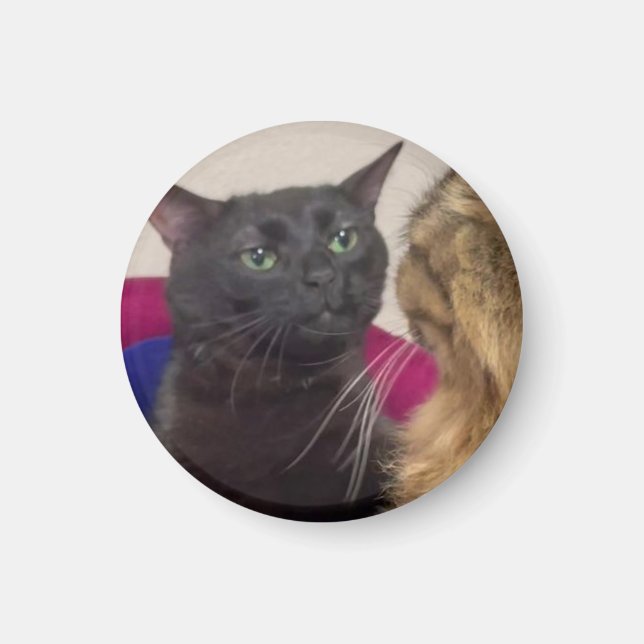 Imã Meme do gato desconectando (Frente)
