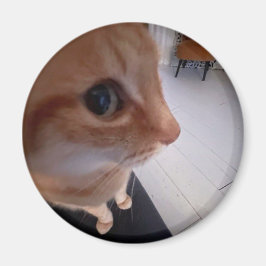Imã Meme do gato olhando de lado