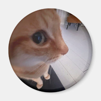 Imã Meme do gato olhando de lado