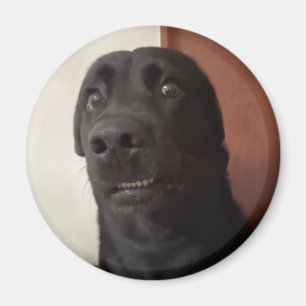 Imã Memória de Cachorro Assustada do Magnet