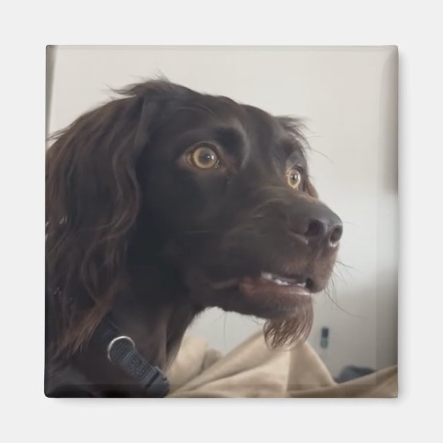 Imã Memória de Cachorro Confuso do Magnet (Frente)