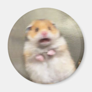 Imã Memória de Hamster Assustada