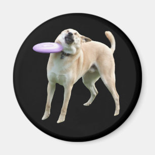 Imã Memória do Cachorro Frisbee
