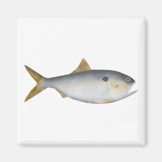 Imã Menhaden Argentino