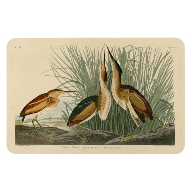 Ímã Menos amargo das Aves da América de Audubon (Horizontal)