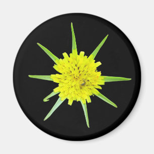 Imã Menos ímã da flor selvagem da Cabra-barba