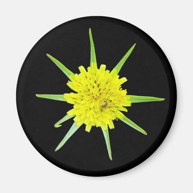Imã Menos ímã da flor selvagem da Cabra-barba (Frente)