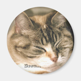 Imã Meow…
