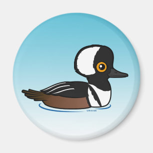 Imã Merganser Hooded