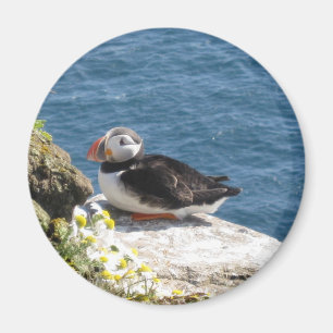 Imã Mergulhador de papagaio