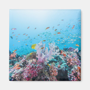 Imã Mergulho autónomo com recife e coral coloridos