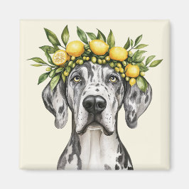 Imã Merle Great Dane Dog Lemon Crown