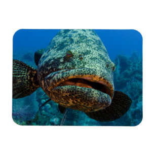 Ímã Merou Gigante do Atlântico