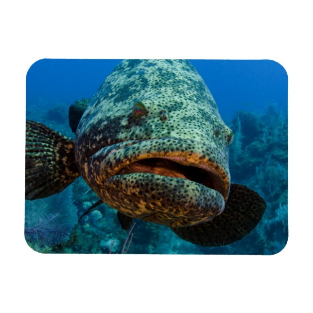 Ímã Merou Gigante do Atlântico (Horizontal)