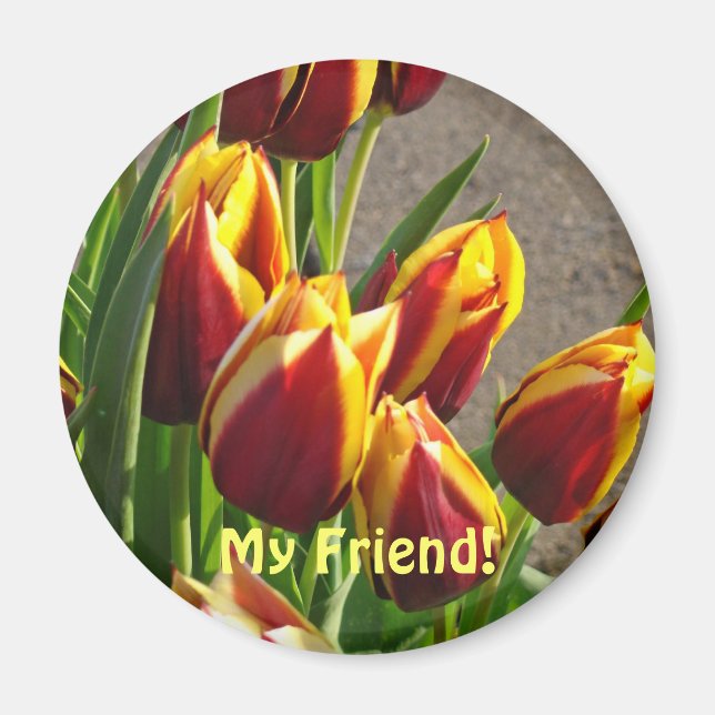 Imã Meu Amigo! ímã Vermelho Amarelo Tulipas Flores da  (Frente)