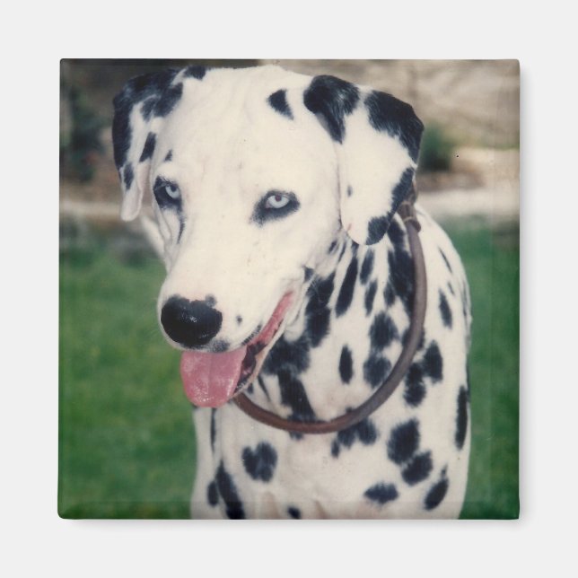 Imã Meu Amigo Pet Carrega Sua Própria Foto Personaliza (Frente)